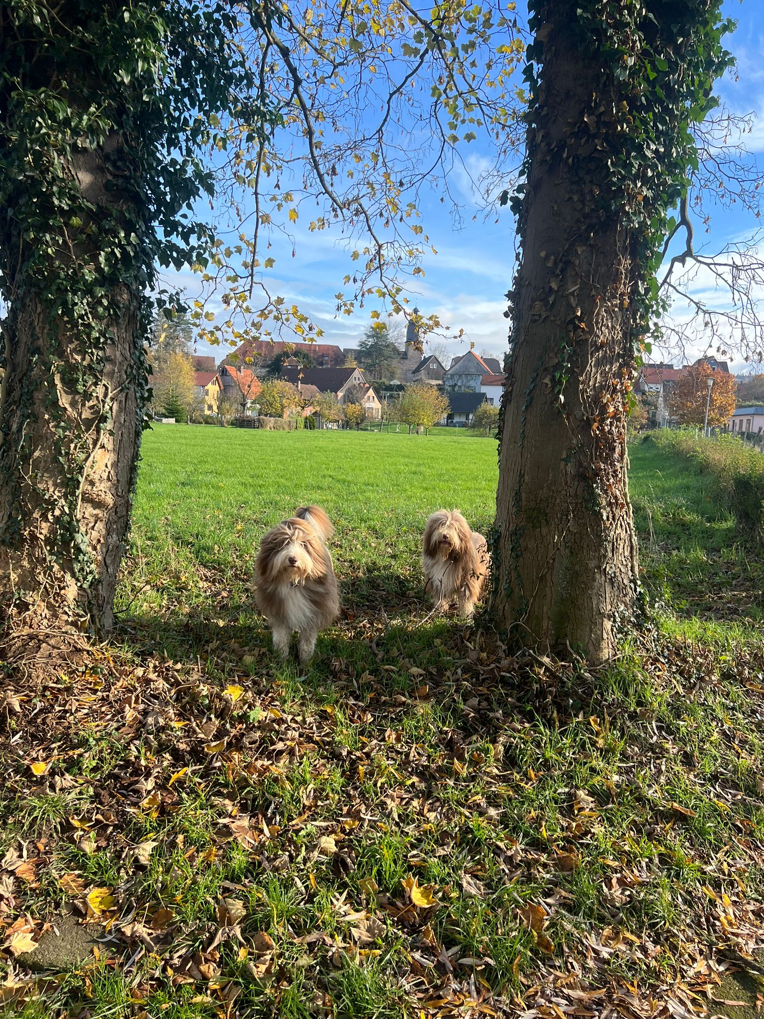 hunde langhaar draußen 